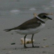 Wilson's Plover